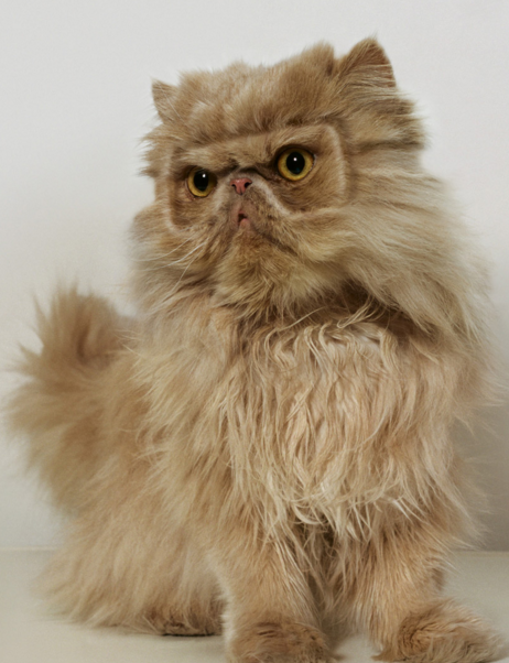 ���, ���� �����, �������, ���� �����, ������� �����